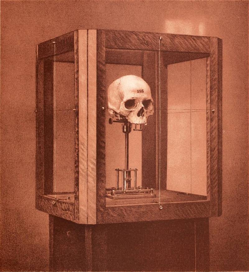 A human skull in a glass display in National Academy of Sciences, 1885.
