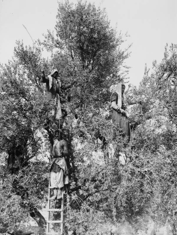 #54 Workers beat olives out of a tree, Circa 1900-1920