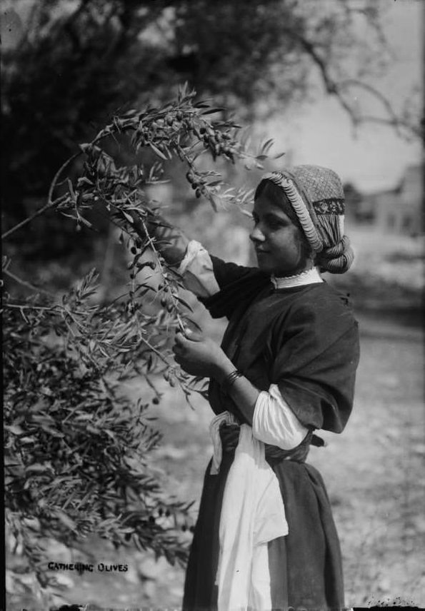 #55 A young girl picks olives, Circa 1900-1920