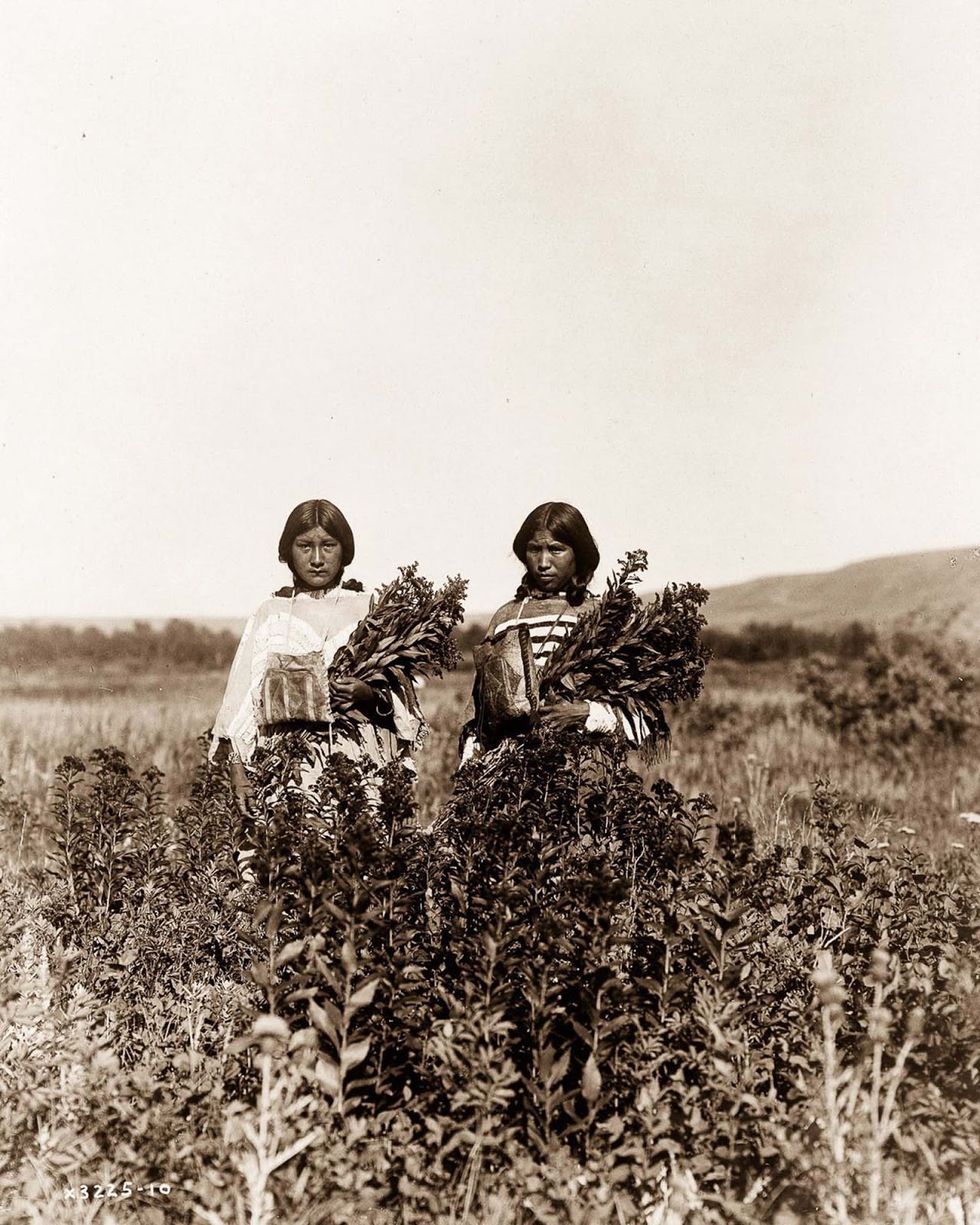 #18 Piegan girls gather goldenrod. 1910.