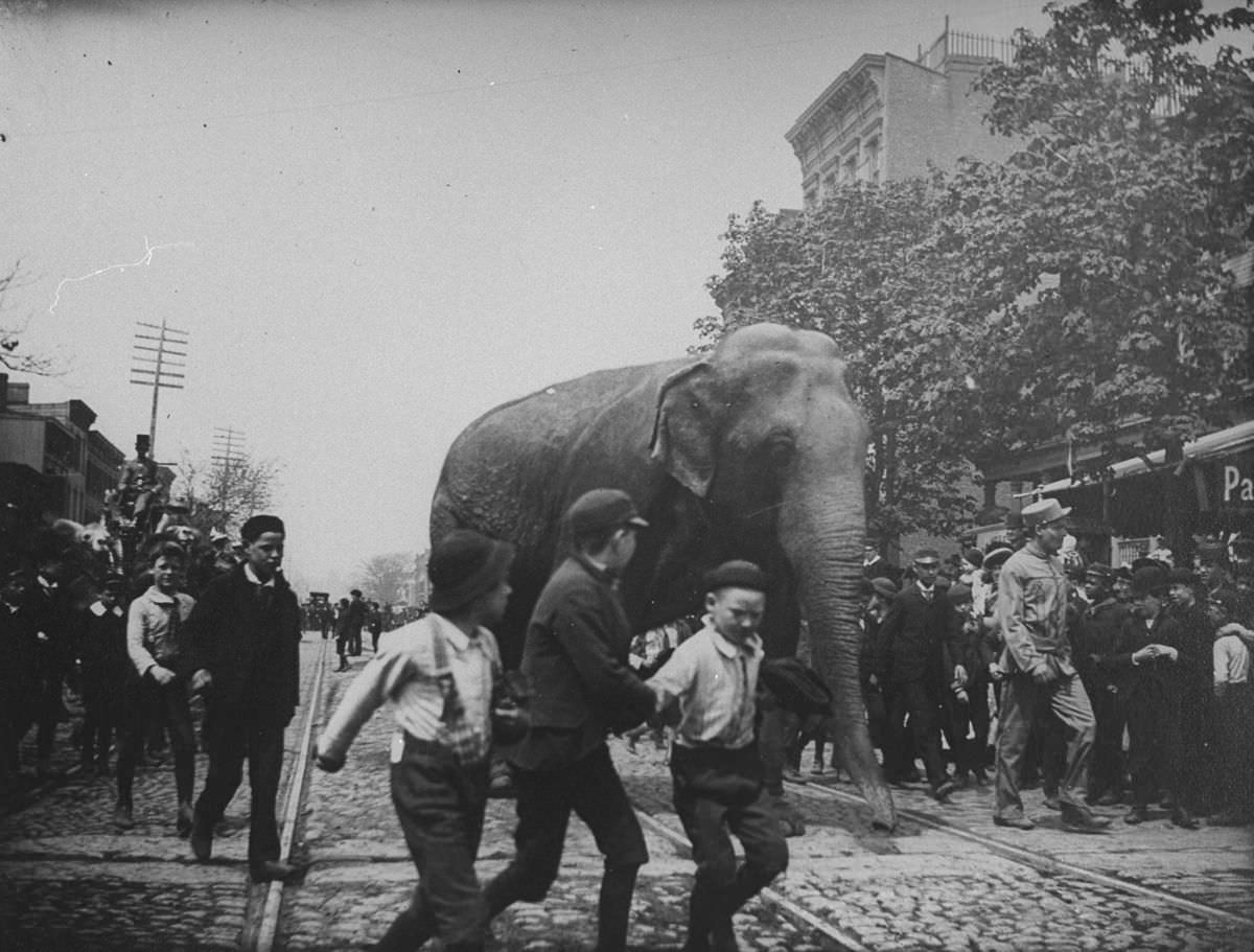 #6 An elephant from the Barnes Circus walks down Atlantic Street in Brooklyn June 1, 1891