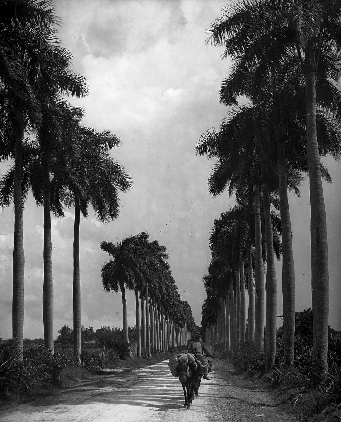 #19 An avenue of palms on the outskirts of Havana, 1903