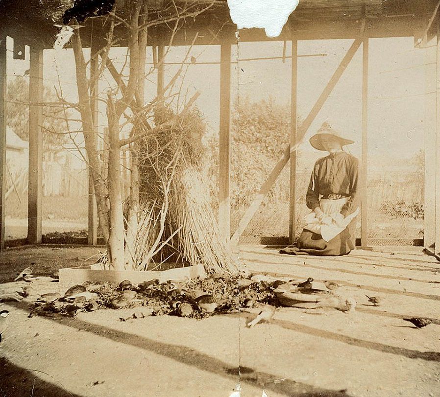 #36 A woman in a bonnet and apron inside an aviary in Sydney circa 1885-1890, watching small birds eating seeds from a handmade feeder