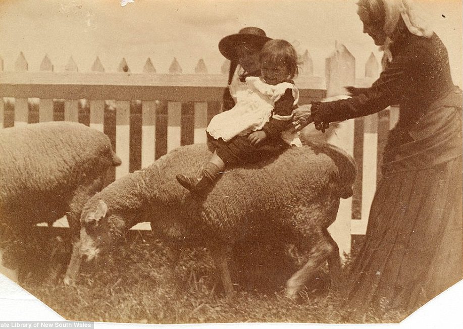 #39 A small child in a frilly white smock is seen grinning as she balances on the back of a pet sheep near a white picket fence, as as a women leans over to stead her balance, circa 1885-1890