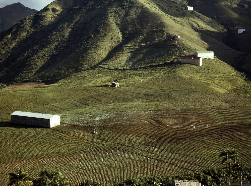 #12 Cultivating tobacco at the Puerto Rico Reconstruction Administration experimental area, vicinity of Cayey, December 1941