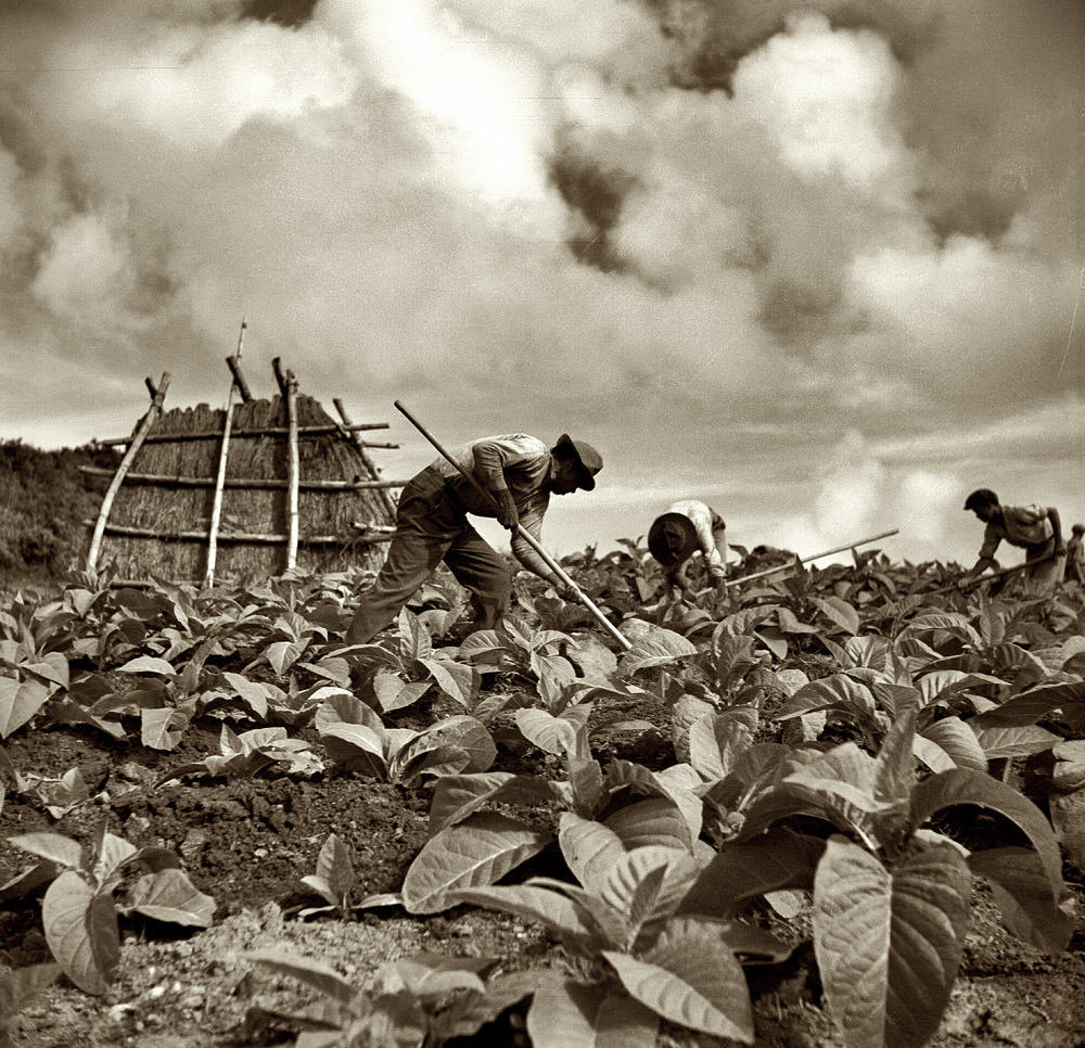 #28 Workers in a tobacco field, Puerto Rico, January 1938