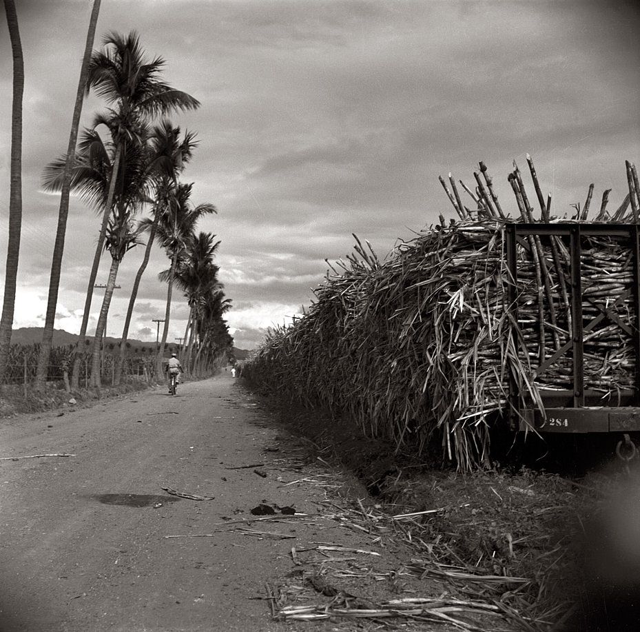#2 Train loaded with cane on a sugar plantation near Ponce, Puerto Rico, January 1938