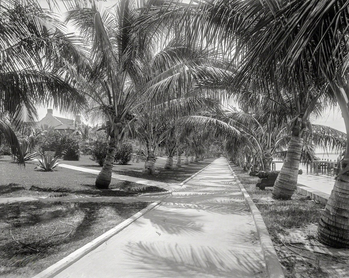 #16 Palm walk on Lake Worth, Palm Beach, Florida circa 1897.