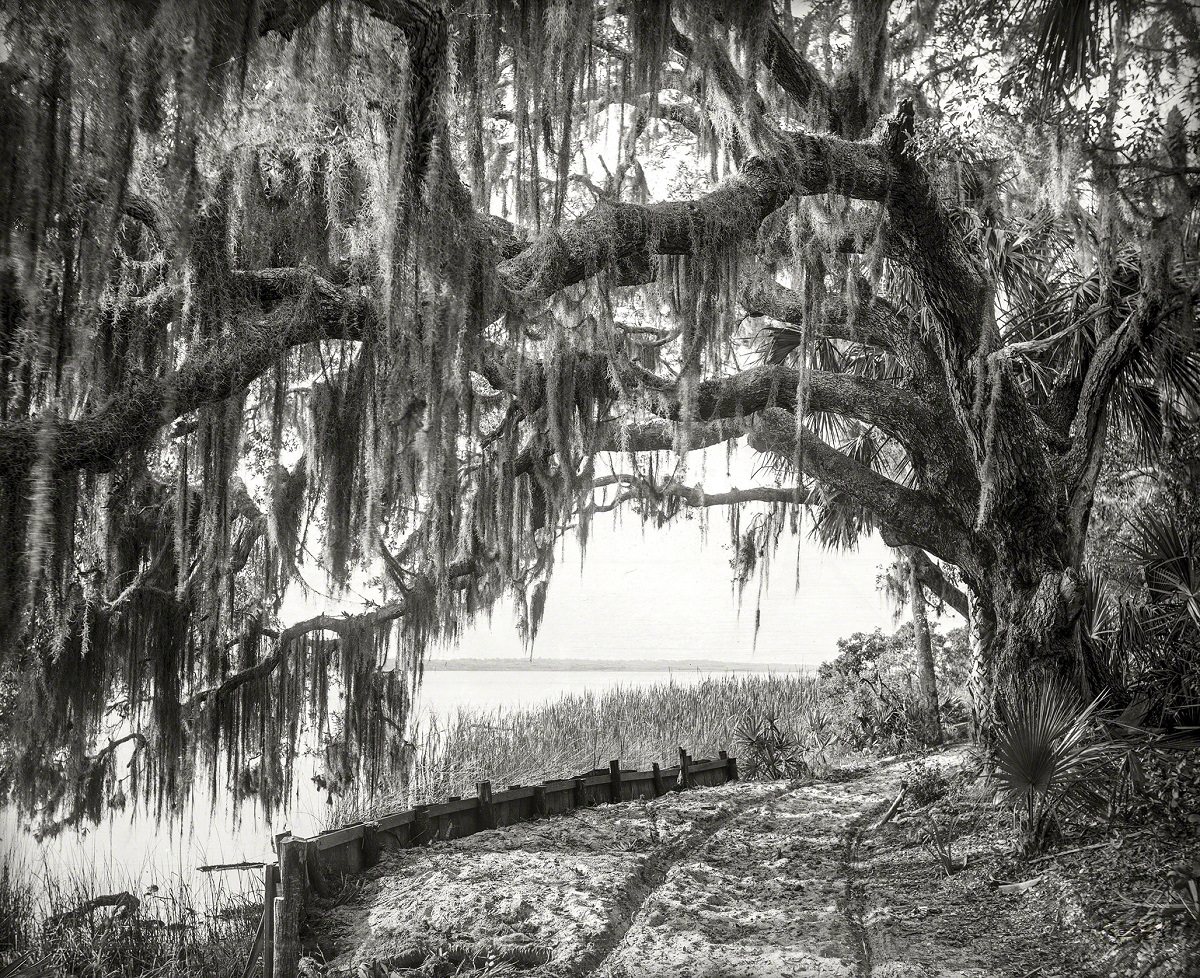 #18 Royal arch oak with Spanish moss, Ormond, Florida, 1894