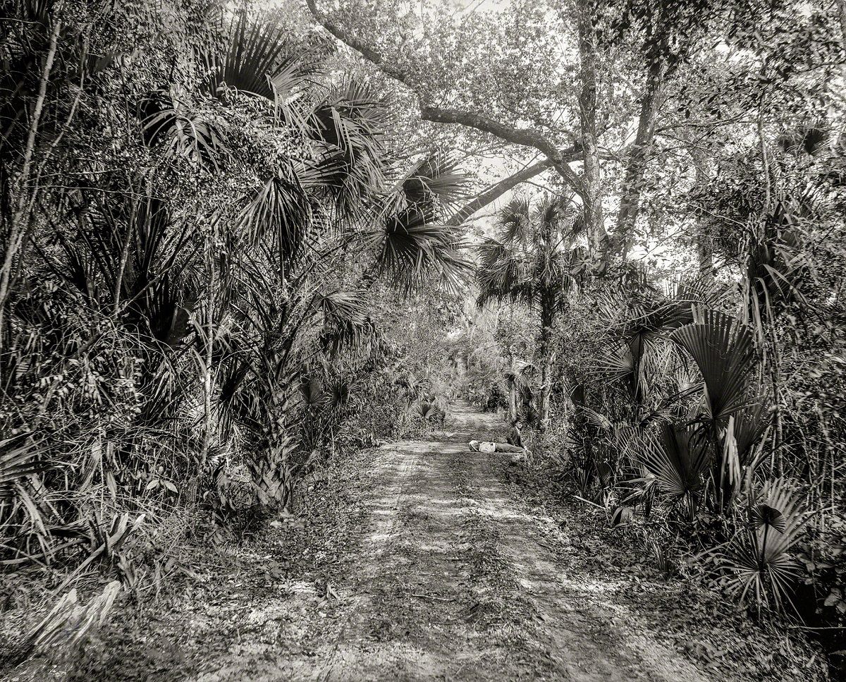 #41 The Hammock Road near Ormond, Volusia County, Florida, circa 1897