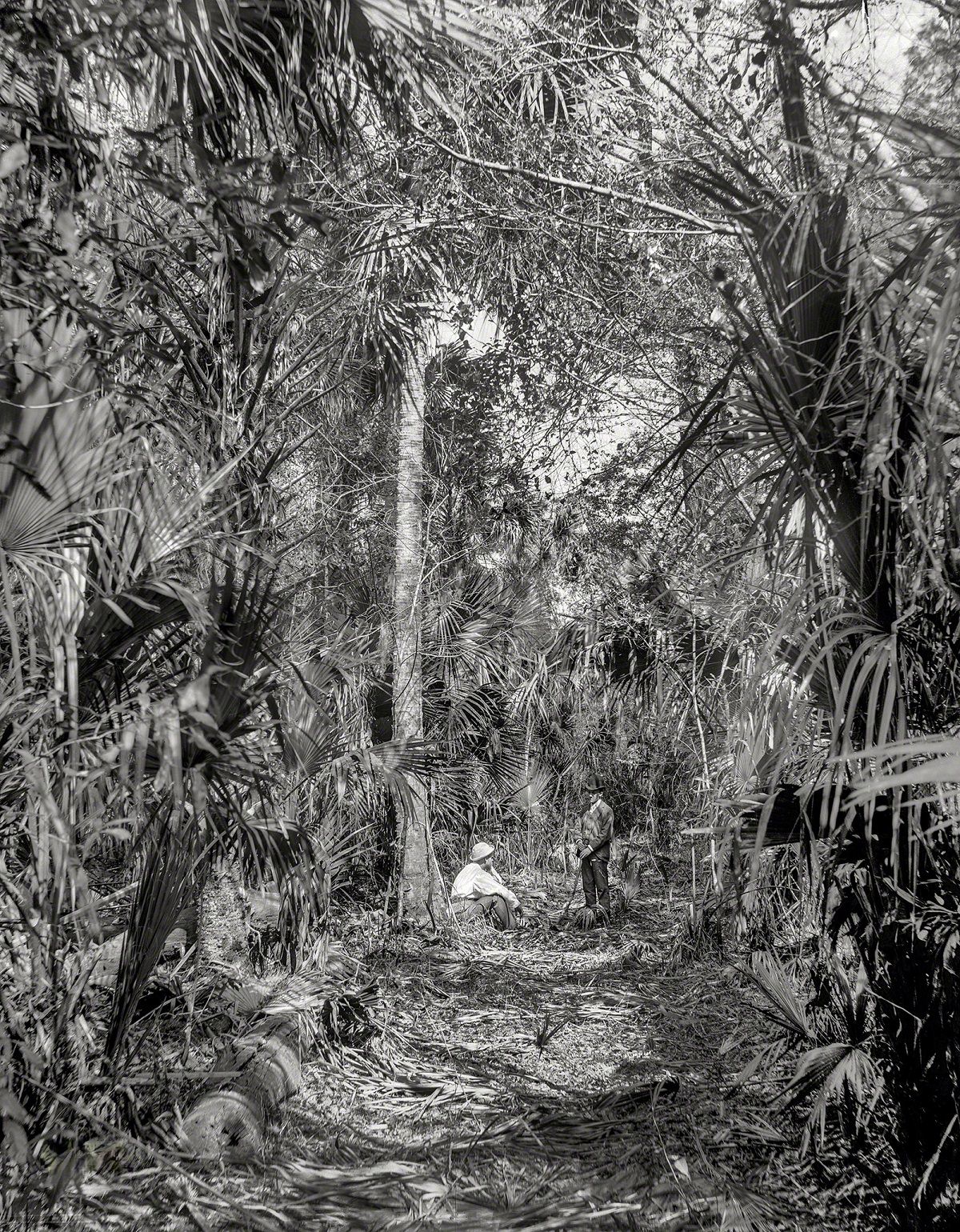 #13 In the Ormond hammockm Volusia County, Florida, 1897