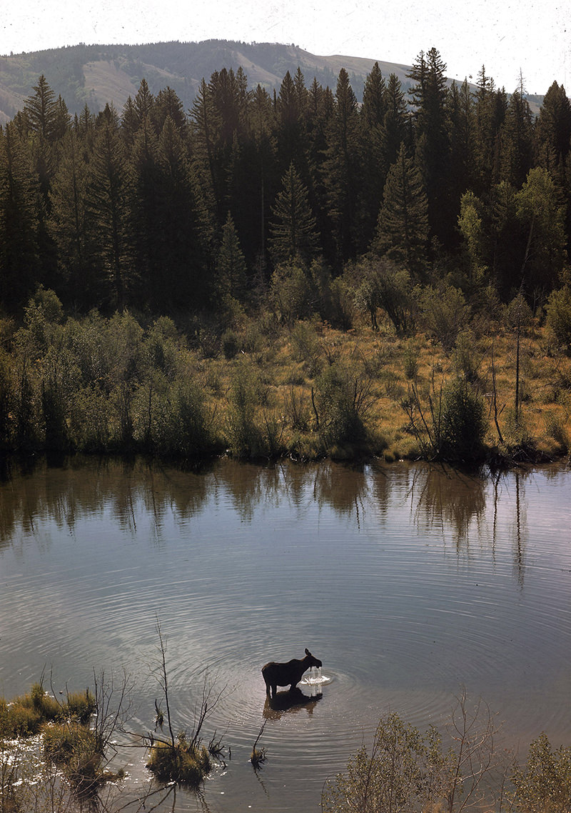 #21 Moose feeding in stream, Jackson Hole, Wyoming, 1948.