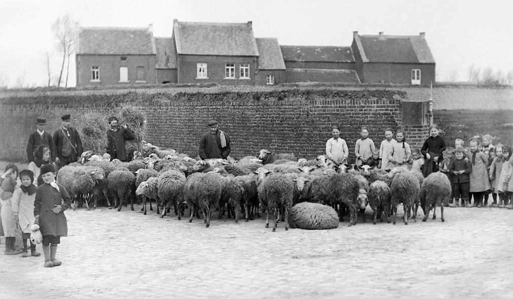 #20 Villagers gather around a herd of sheep in Belgium, ca. 1900