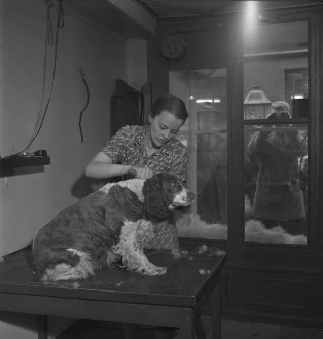 #31 A woman brushing a dog.