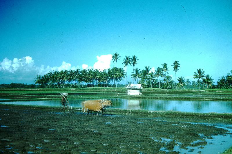 #59 Oxen plowing, Bali, 1952