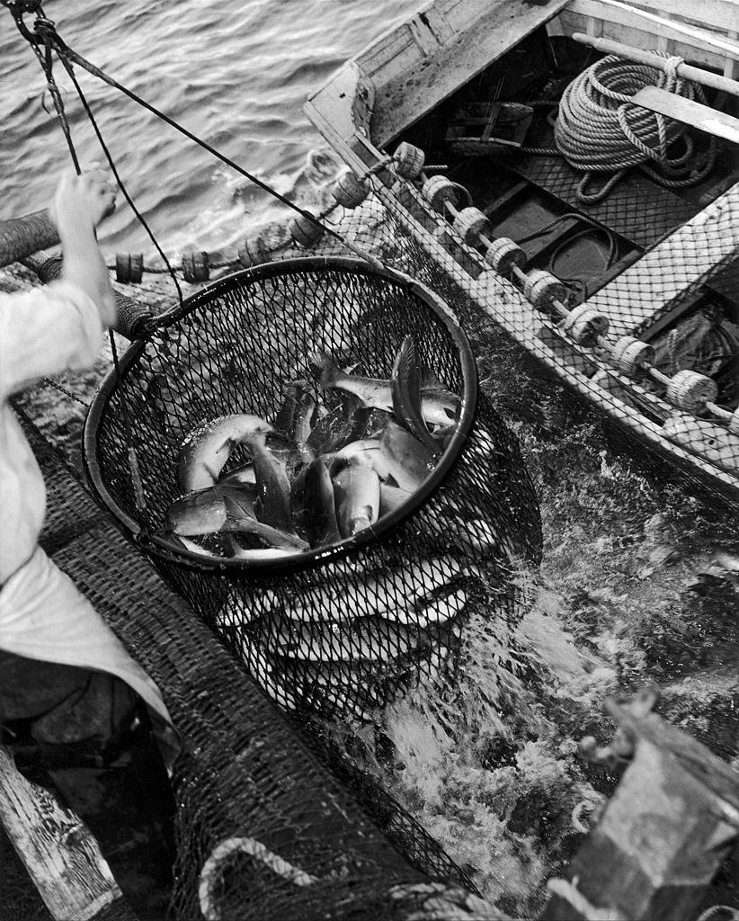 #25 A fisherman pulling fish basket, 1950s.