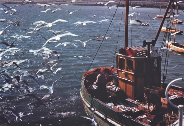 #14 A fishing trawler returning to Skerries, Co. Dublin with a full catch, 1960s