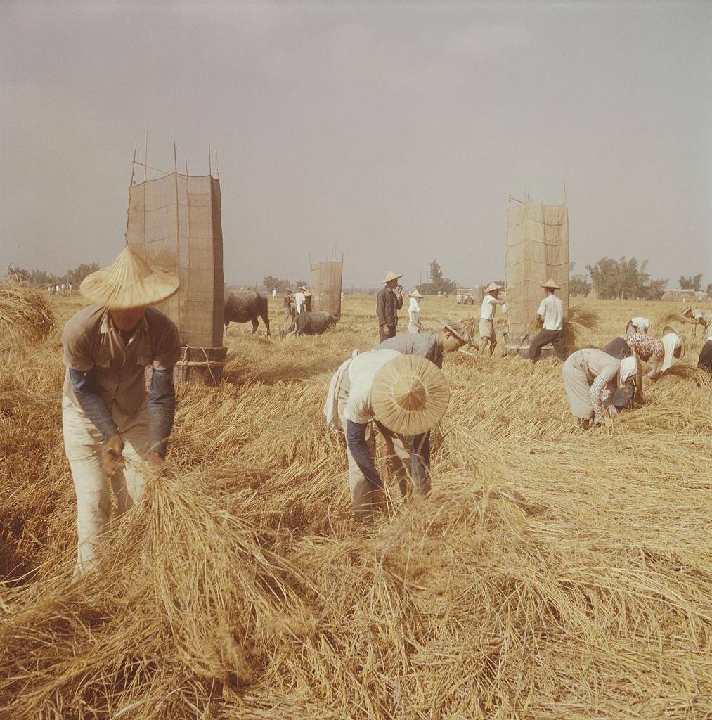 #9 Farmers harvesting crops in Taiwan, circa 1960.