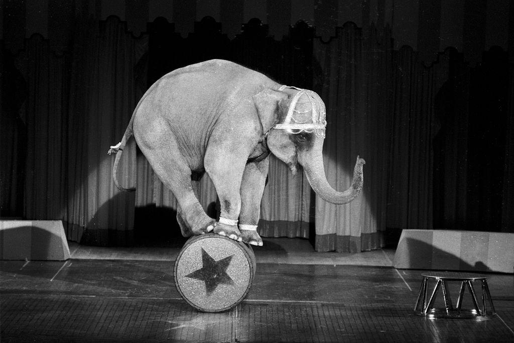 #59 Elephant of the Moulin Rouge troupe during a show in Las Vegas, 1982.