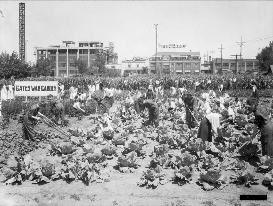 #9 Women tending to a war garden outside of Gates Rubber Factory in Denver, 1914