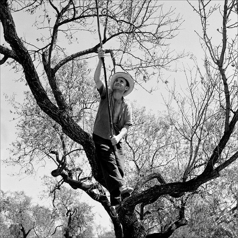 #7 Almond gatherers near Inca, 1957
