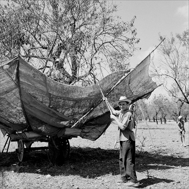 #36 Almond gatherers near Inca, 1957