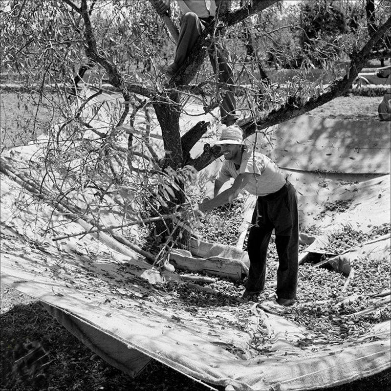 #67 Man hitting a tree near Inca, 1957