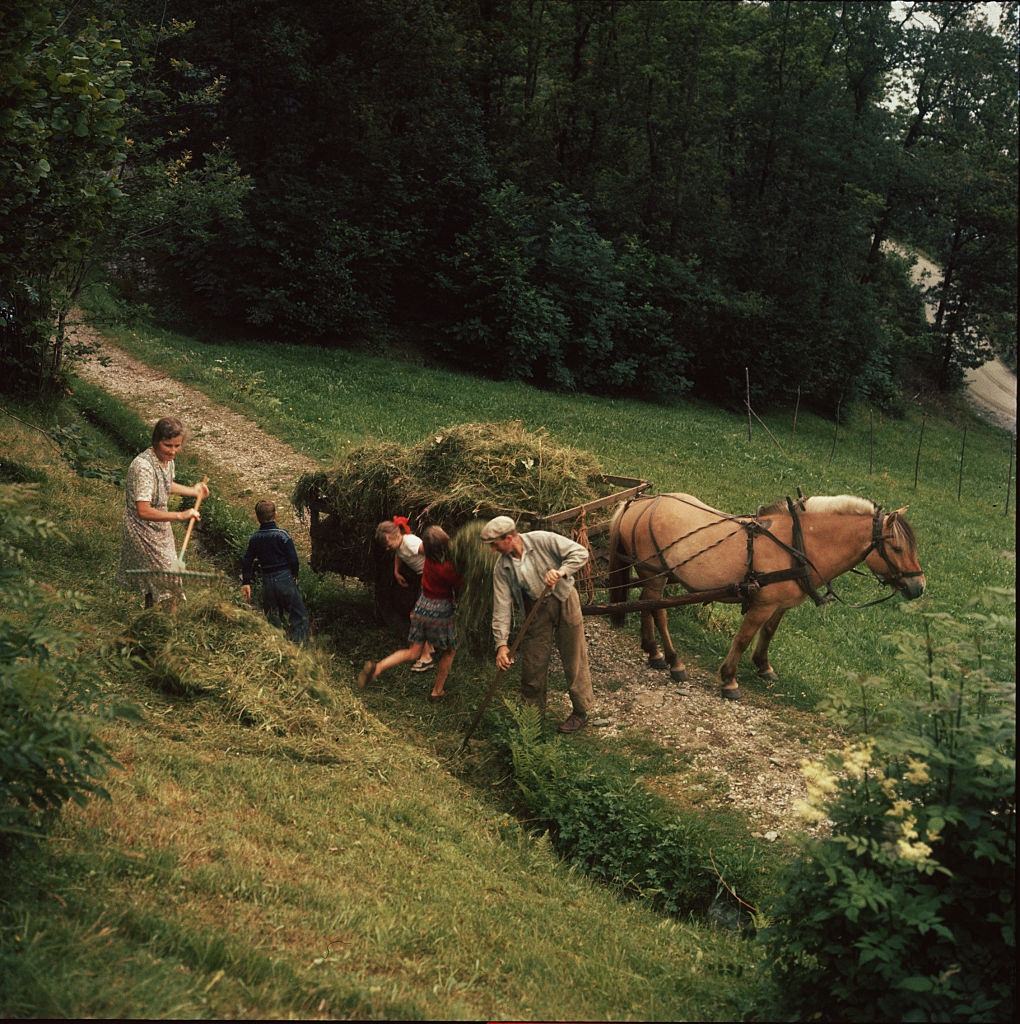 #7 A peasant family loading a cart with hay, near the Hardangerfjord in South Western Norway, 1951.