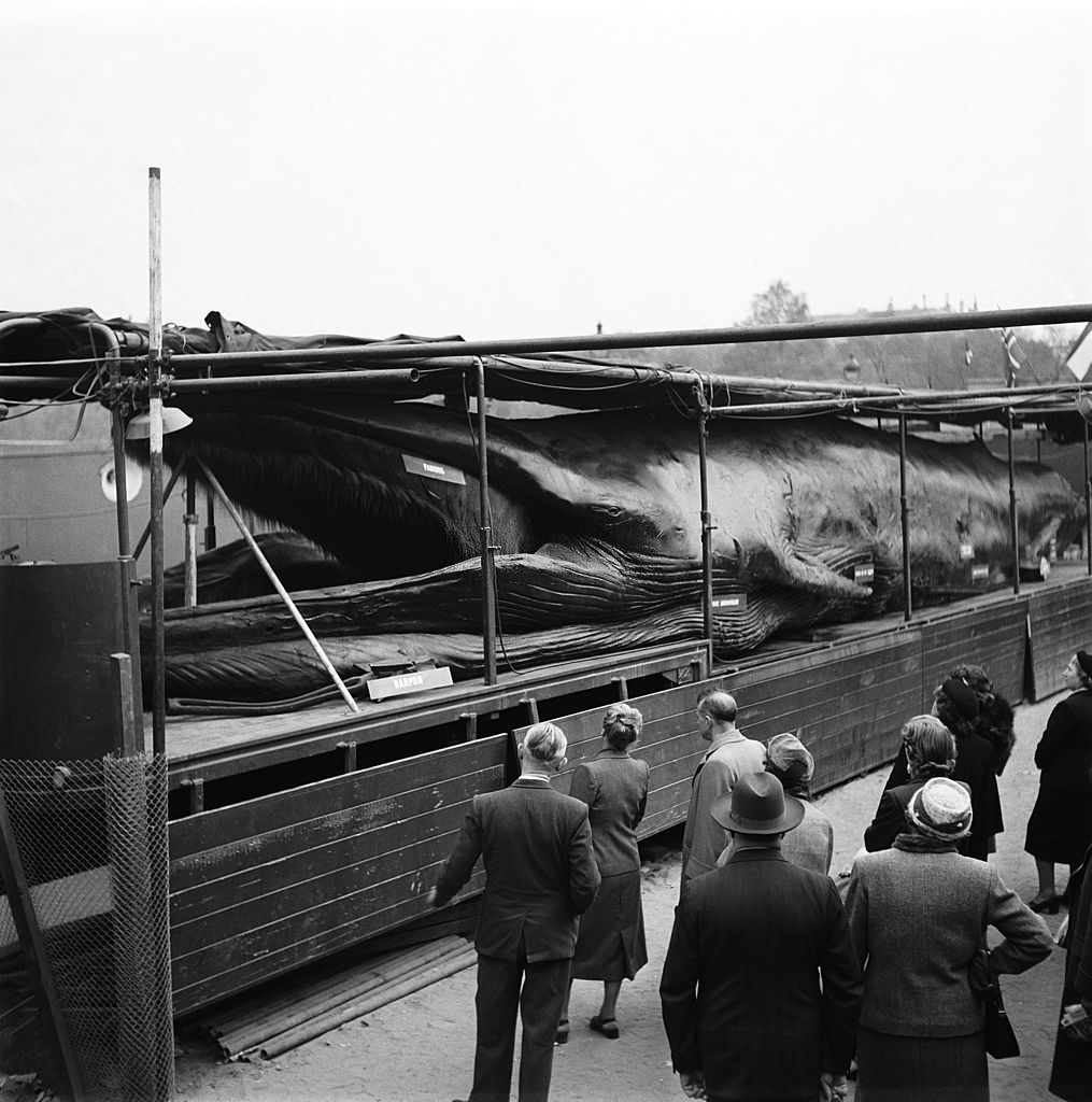 #65 People looking at a whale caught in 1950 in Norway