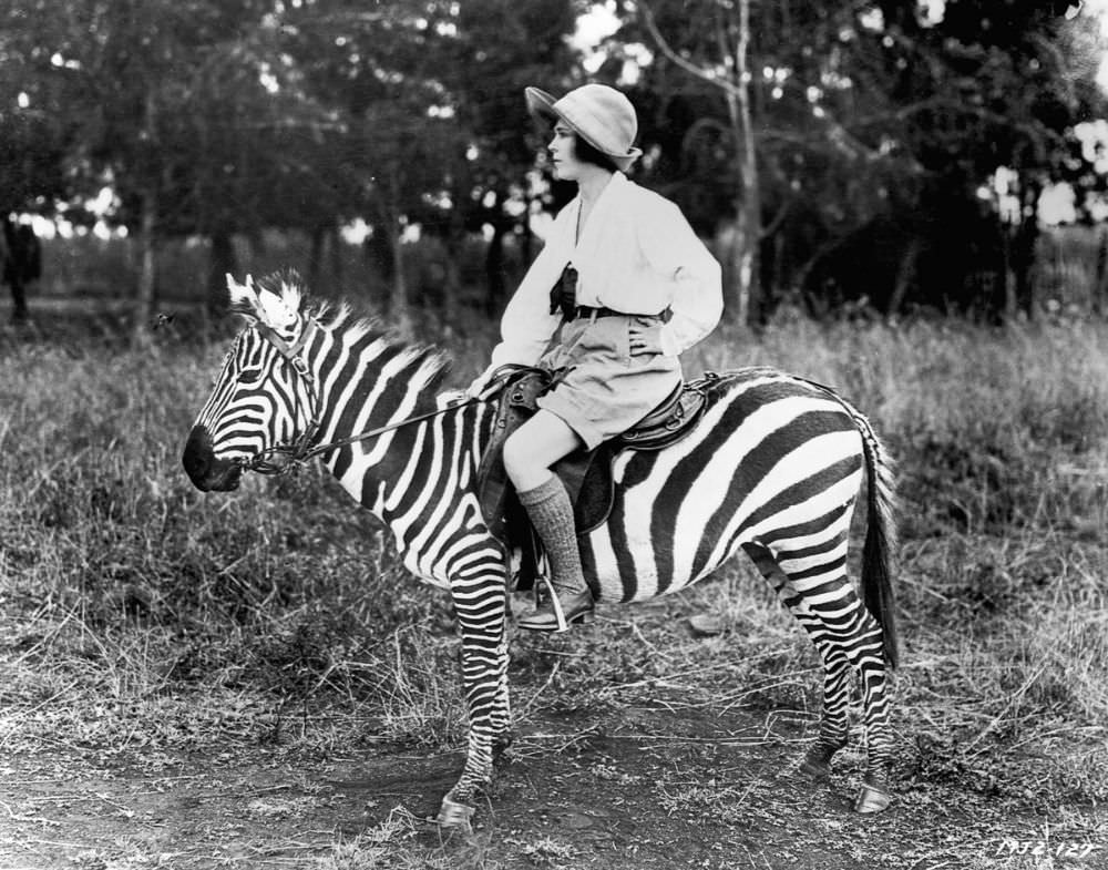 Mrs. Martin Johnson rides a domesticated zebra named Bromar, 1923.