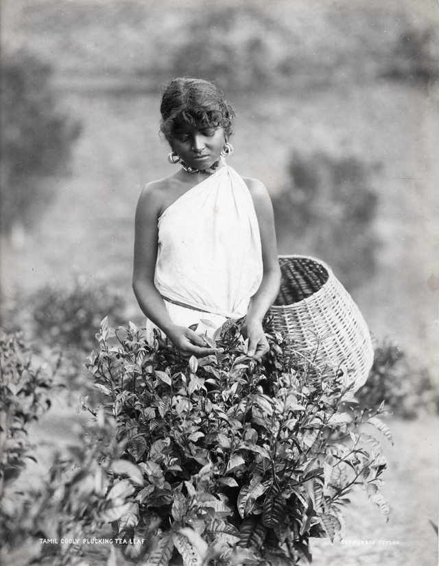 #29 Tamil coolie picking tea, Sri Lanka, 1875