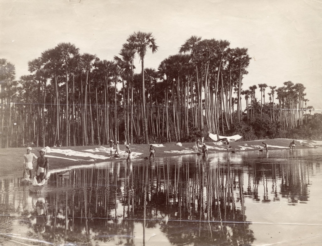 #7 Dhobis under Palmyras, Sri Lanka, 1880s.