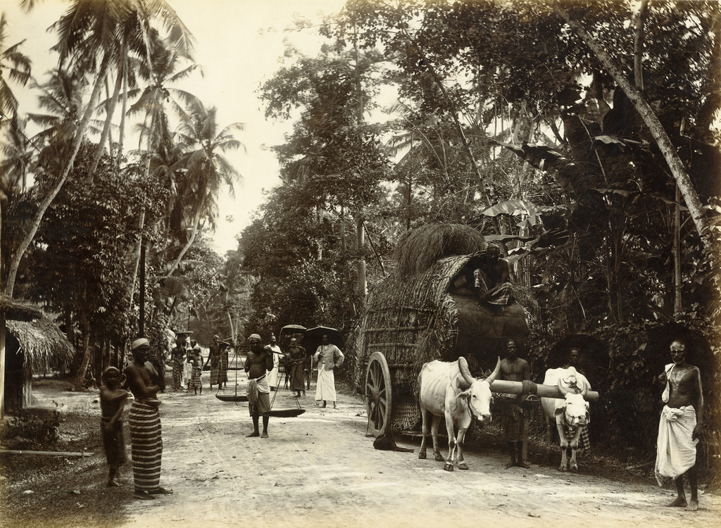 #51 Country road, Colombo, Sri Lanka, 1880s