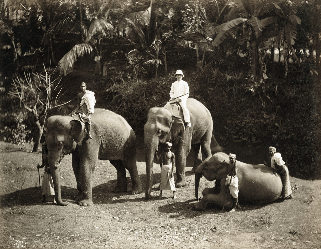#22 Elephants, Sri Lanka, 1880s