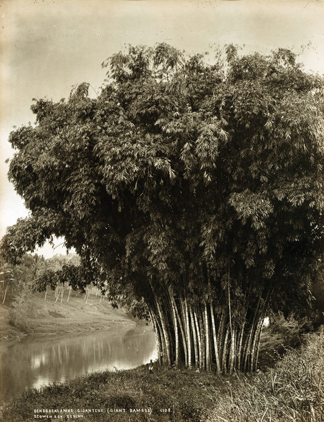 #23 Giant bamboo, Sri Lanka, 1880s