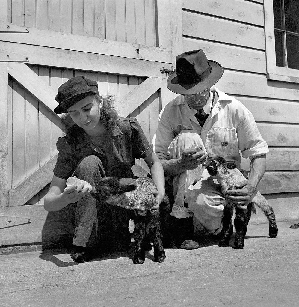 #40 Women’s Land Army bottle-feed baby lambs in front of a barn.