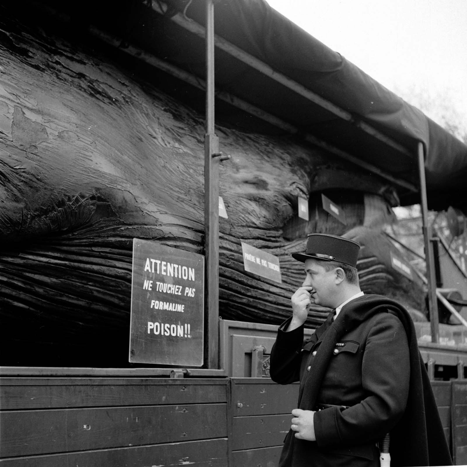 #6 A police officer holds his nose while reading a warning against touching the formaline-full whale.