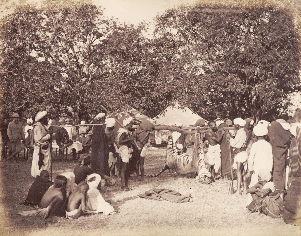 #42 Tiger Shooting game in India, 1870s.