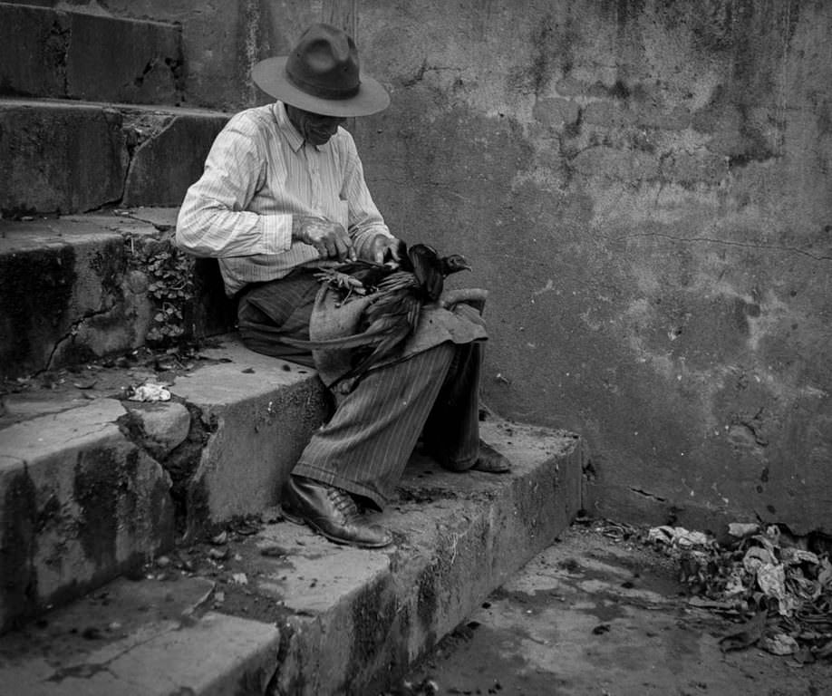 #22 A man trims a fighting rooster in Utuado.