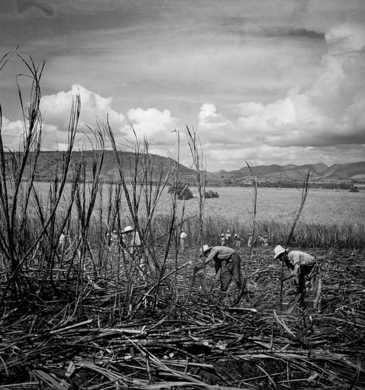 #27 Laborers harvest sugarcane near Guanica.