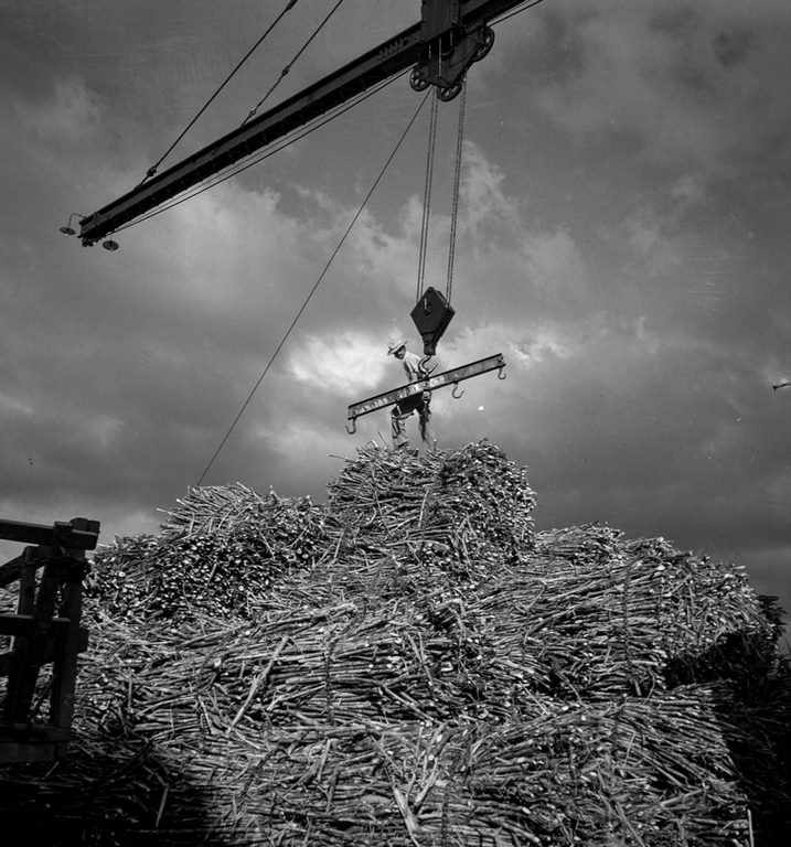 #11 A worker unloads sugarcane at a depot in San Sebastian.