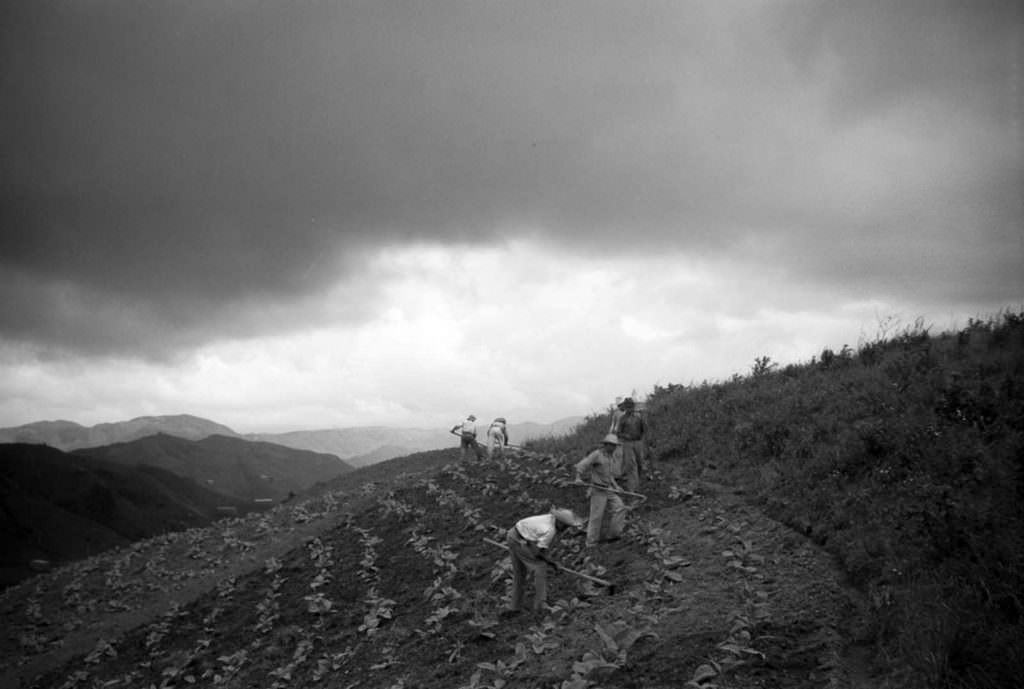#14 Farmers cultivate tobacco near Barranquitas.