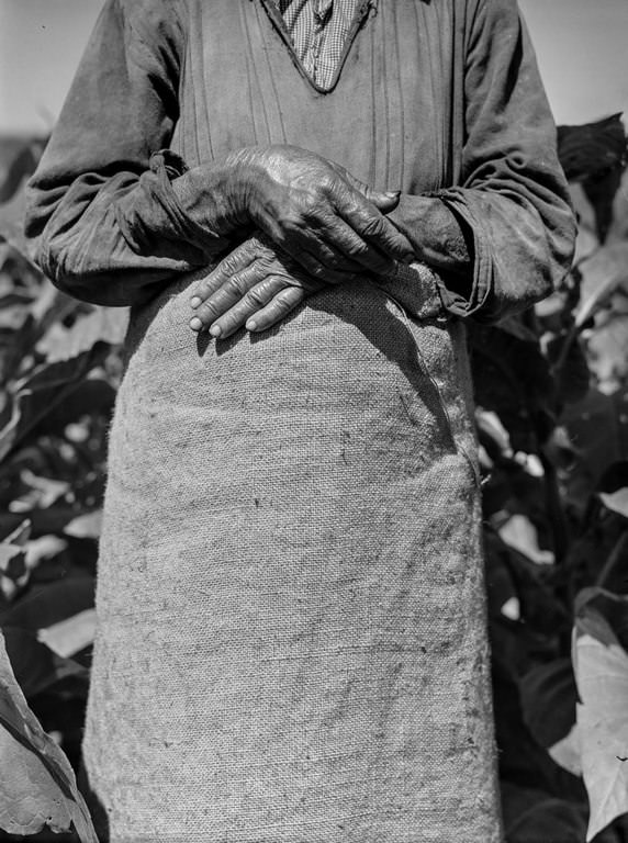 #31 A woman working in a tobacco field near Barranquitas.