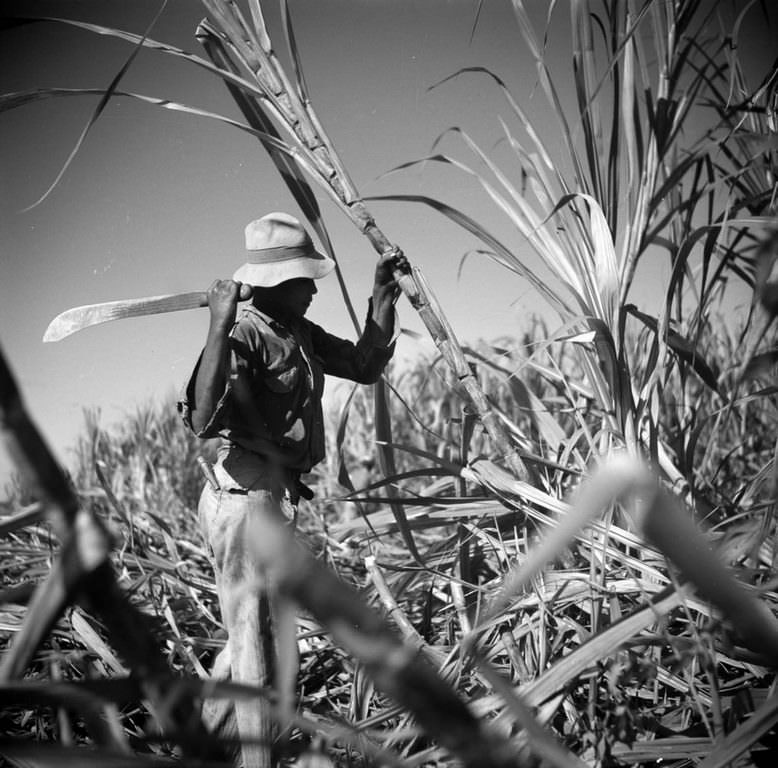 #6 A worker cuts sugarcane on a plantation.