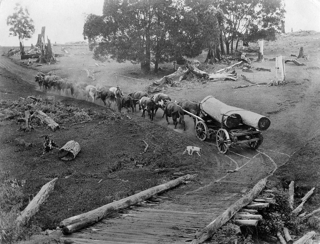 #15 Australia, transport of walnut trees with oxcart in Queensland – 1936