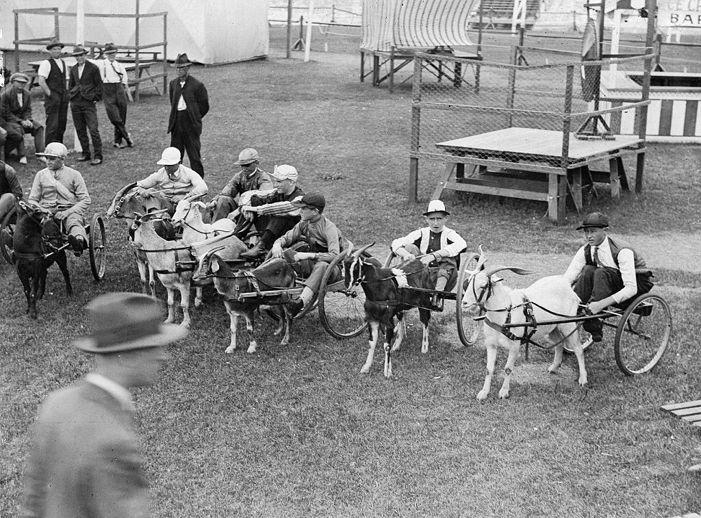 #6 Animal taming goats races in Queensland, 1930.