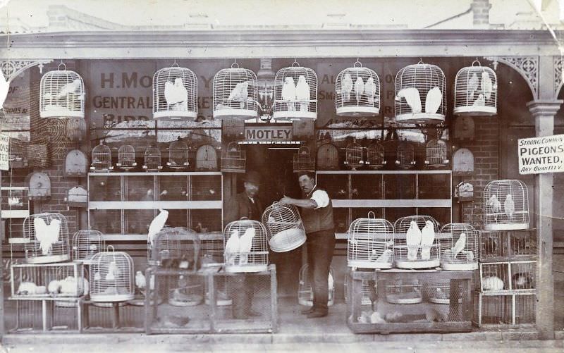 #6 H. Motley bird depot, Central Market, Adelaide, 1908