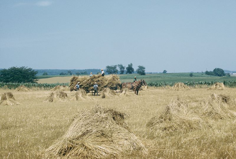 #55 Amish harvest, Lancaster Co., Pennsylvania. July 1957
