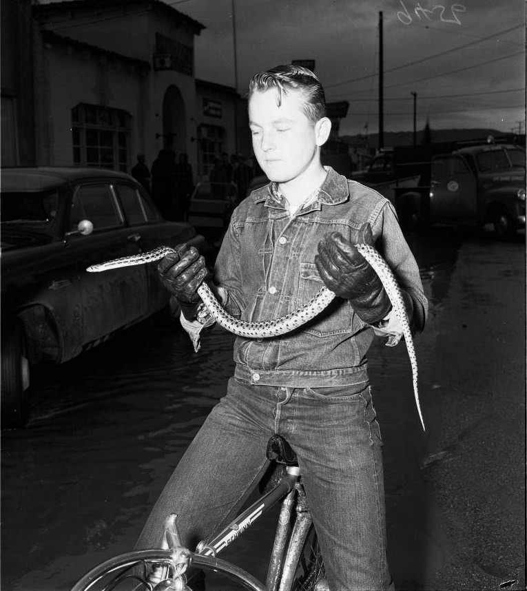 #20 A boy holding a snake caught from flood water, Los Angeles. 1952.