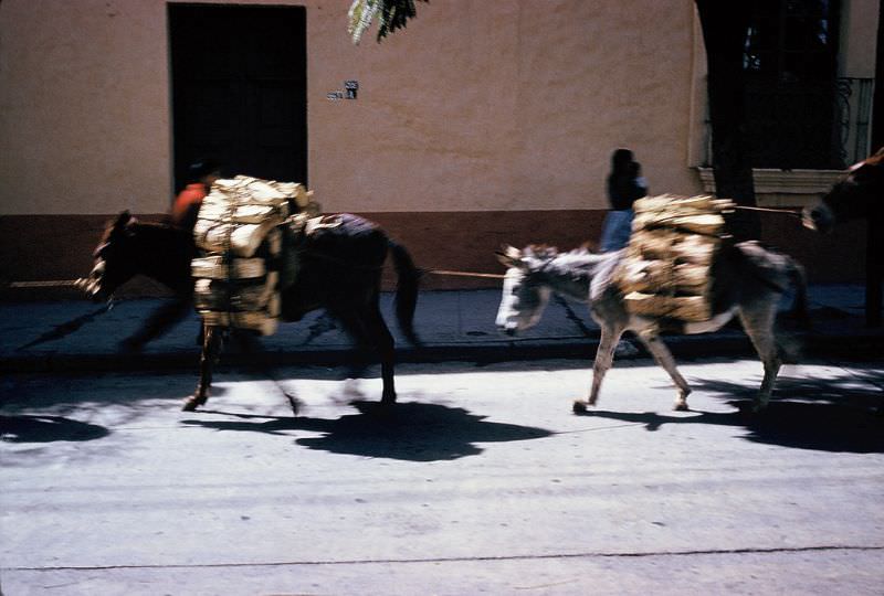 #16 Burros loaded with firewood, Cuernavaca. December 1958